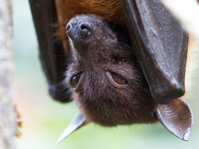 Fruit bat